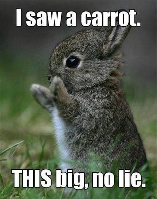 http://www.funny-animalpictures.com/media/content/items/images/funnyrabbits0002_O.jpg