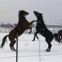 Dancing Horses