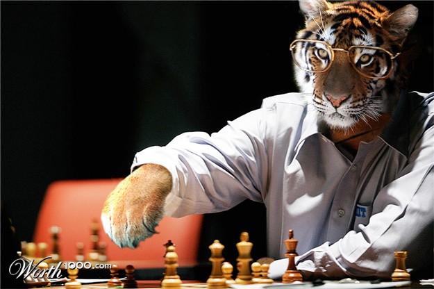 Chess Broadcast - Tiger plays Blitz