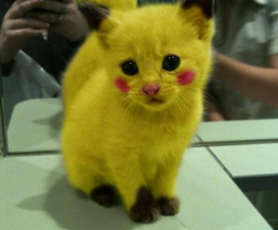 Pokemon meow
