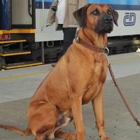 Chess Train 2014 — day one: Prague-Vienna: The chess dog