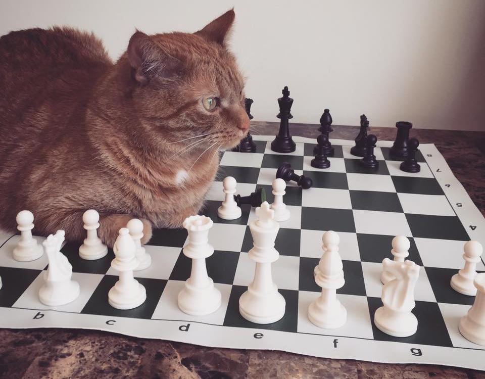Pets And Chess -- Submit Your Photo!