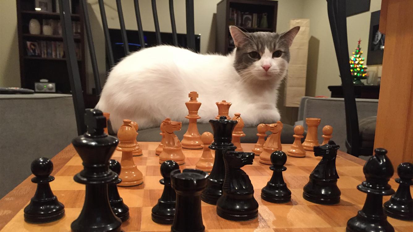 How to win at Copy Cat Chess