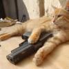 Cats who love Alekhine's Gun