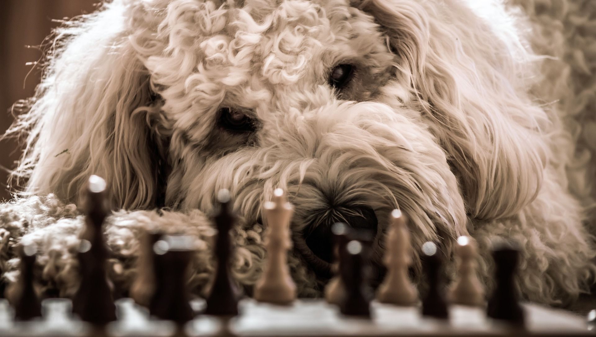 El ajedrez de la vida” – Verdad y Vida