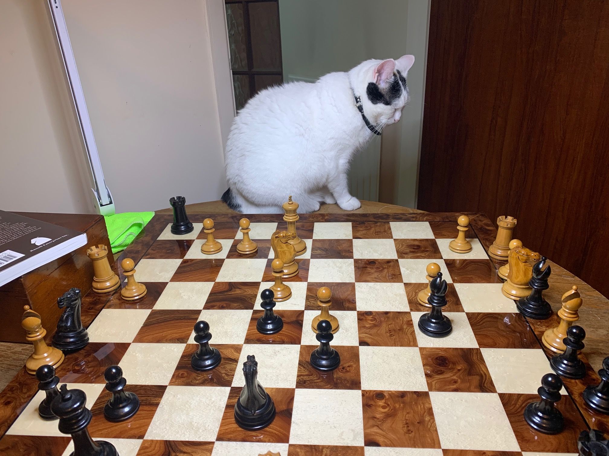 Chess n Cats - Chess Forums - Page 3 
