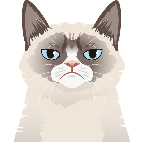 Angry Cat – Schah