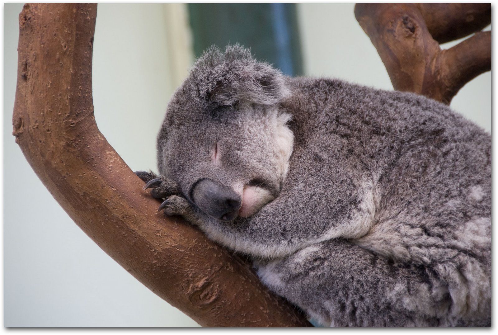 Сколько спят коалы. Коала спячка. Уставшая коала. Коала для сна.