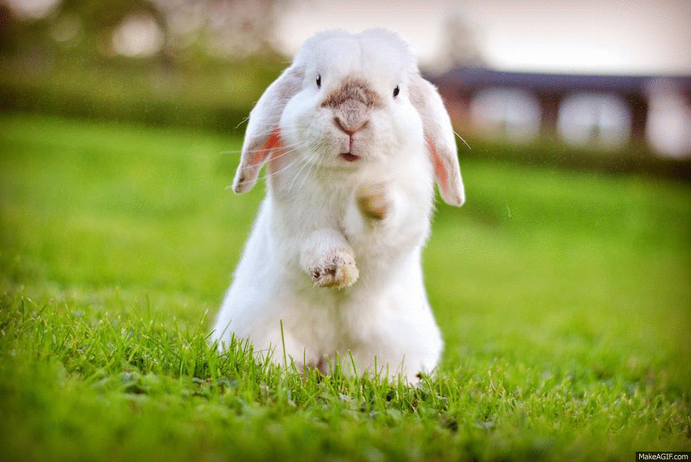 Only bunny. Карликовый Mini lop. Bunnies без размытия. Bunny Burrow. Керминг кролик.