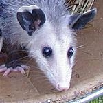 Old_Opossum