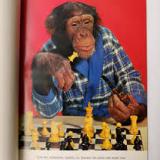 chess_monkeyX