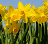 daffodil41