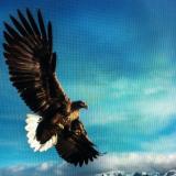 Hawk-Eagle