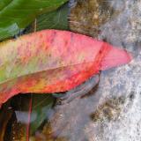 leaf_in_the_pond