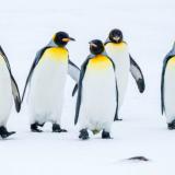 Penguin_gang