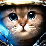 Space_Cat