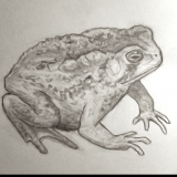THE_TOAD