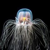 JellyfishTrifle