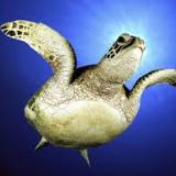 Sea_Turtle