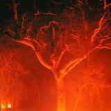 Treefire