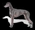 Grayhound