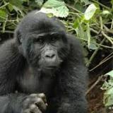 Ugandan_Monkey