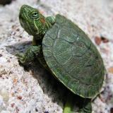 tortoiselover