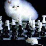 cat_of_chess