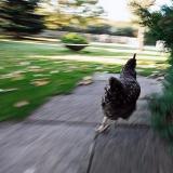 Running_Chicken