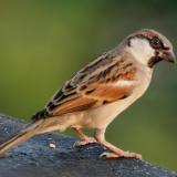 Sparrowlegs