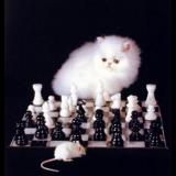 ChessCat