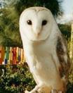 White_owl