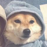 The_Doge_Lord
