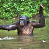 Bonobo88