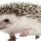 TheOneAndOnlyHedgie