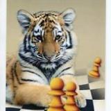 The_Bengal_Tiger