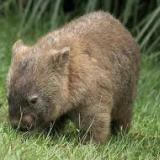 Wombat8