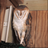 Owl2106