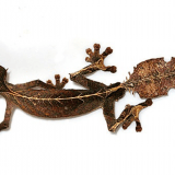 leaf-tail-geckos