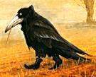 the_Crow