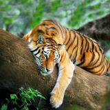 Resting_Tiger