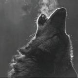 mountainwolf