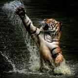 Bengal_tiger07