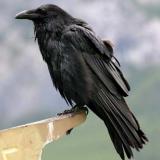 Raven2040