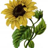 Sunflower20