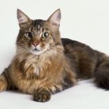 Maine_Coon