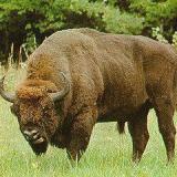 bisonboy