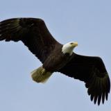 eagle-one