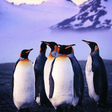 Aiden-Penguin