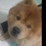 Fred-Chow